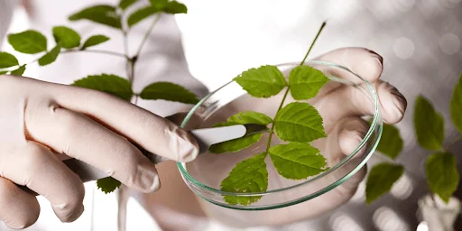 a science experiment using the leaves of a plant